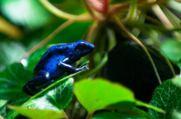 istock Poison Dart Frog Perching on a Leaf – Vibrant Tropical Amphibian Stock Image 2173713896