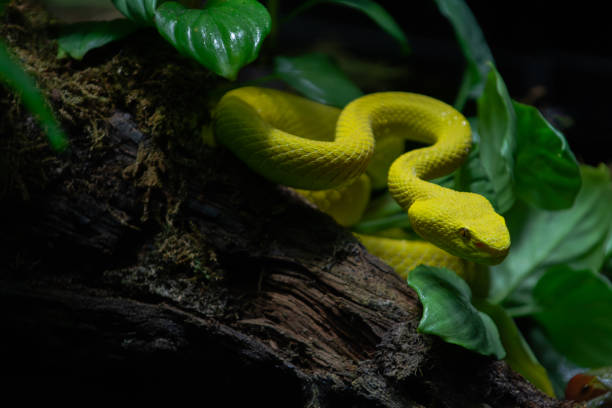 istock Image of A Yellow Viper Snake Hanging on A Tree Branch 2173714203