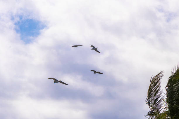 Flying seagull birds seagulls with blue sky background with clouds in Playa del Carmen Quintana Roo Mexico.