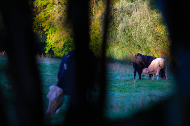 Calves in the meadow. Cute babies eating fresh grass in a picturesque place next to a forest. Like all children, they have curiosity in their eyes and wariness, a mixture of emotions. Clean air, countryside, lush grass, deciduous trees. Peace and safety.