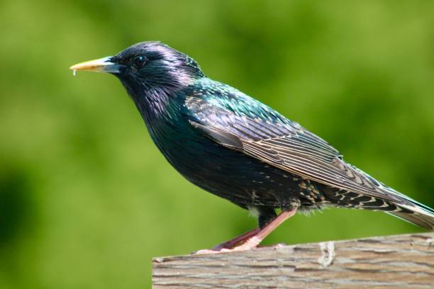 istock Male European Starling 2173719285