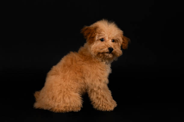 istock Cute puppy Poodle sitting against a black background. 2173726892