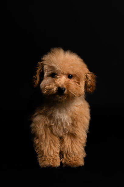 istock Puppy Poodle dog against a black background. 2173726912
