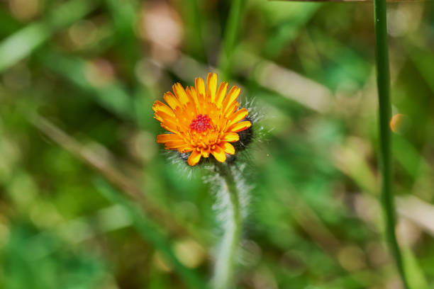 Pilosella aurantiaca fox-and-cubs, orange hawkweed, devil's paintbrush, grim-the-collier close up orange flower