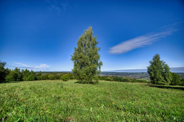 A lonely birch tree on a green meadow in summer against the backdrop of the Carpathian Foothills