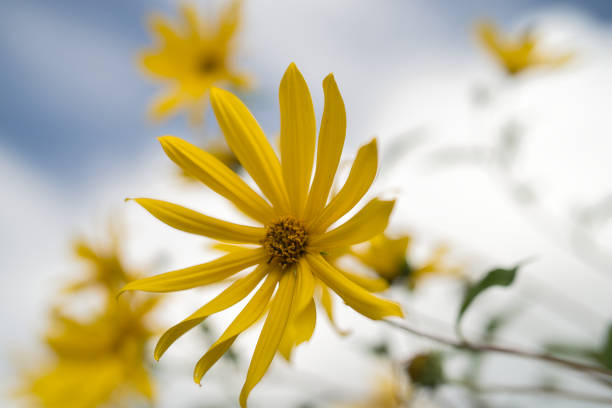 Yellow blooming flowers on white and blue clouds on brown stems in autumn