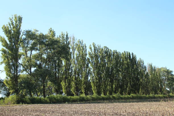 Wicken Fen, Cambridgeshire, UK\nExpansive green fields of leafy crops, likely beets or vegetables, cover the foreground in a flat rural area, bordered by a line of deciduous trees showing autumnal hues of brown and green. The background features a vast blue sky dotted with scattered white clouds, suggesting a calm daytime in late summer or early fall. No people are present, emphasizing the untouched natural agricultural scene. The mood is serene and expansive, evoking tranquility and the beauty of farmland. Ideal for commercial uses in environmental reports, farming advertisements, rural tourism promotions, agricultural education materials, or backgrounds in documentaries about sustainable land use and countryside scenery.