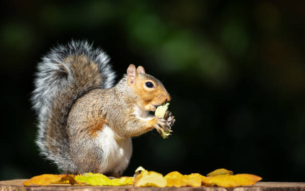 istock Portrait of a grey squirrel eating hazelnut on a tree stump in autumn 2173730372
