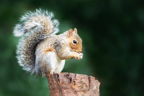 istock Portrait of a cute grey squirrel eating nut on a tree stump 2173730423