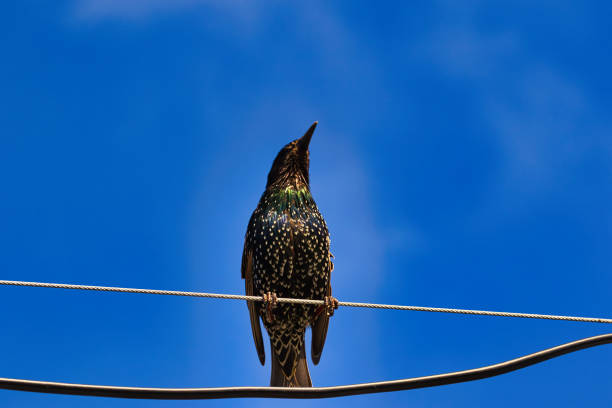 A starling perched on a wire against a bright blue sky, showcasing its iridescent feathers and distinctive speckled plumage.