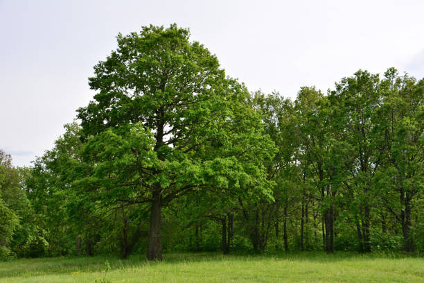 istock an oak forest with a row of trees with a sky background 2173731073