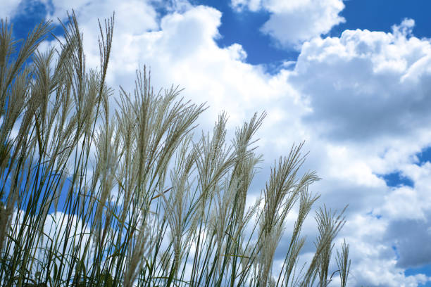 Pampas grass swaying in the autumn sky