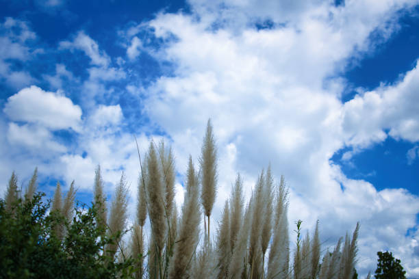 Pampas grass swaying in the autumn sky