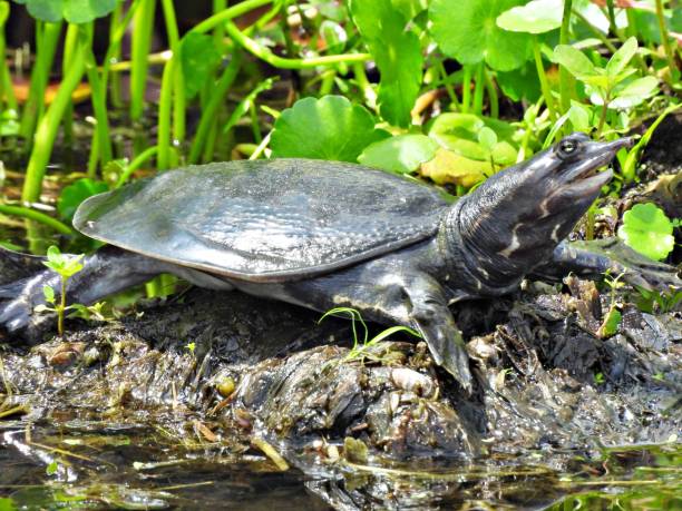 istock Florida Softshell Turtle (Apalone ferox) - resting in the wetlands 2173734076