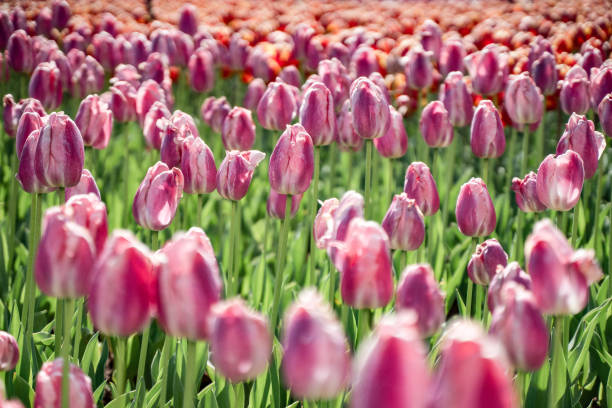 Field of pink tulips