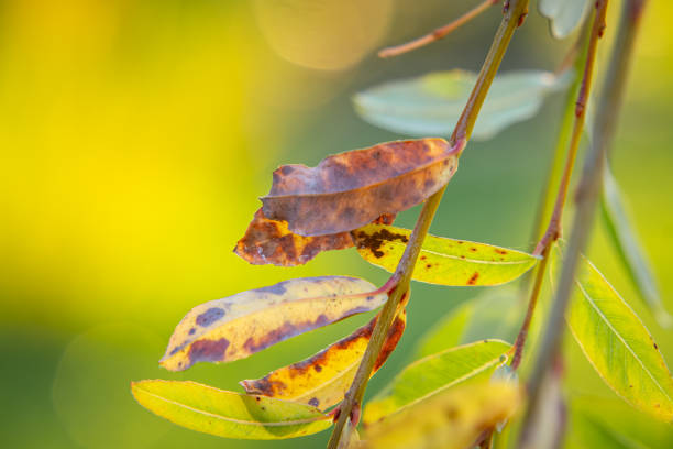 dried leaves of a weeping willow. willow tree leaf disease on blurred background in macro scale. close-up of ugly, diseased leaves.