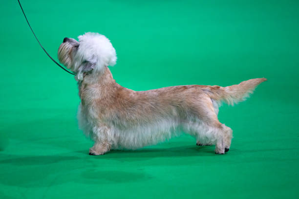 Dandie Dinmont terrier Dandie Dinmont terrier standing on a green carpet at a dog show Dandie Dinmont Terrier stock pictures, royalty-free photos & images