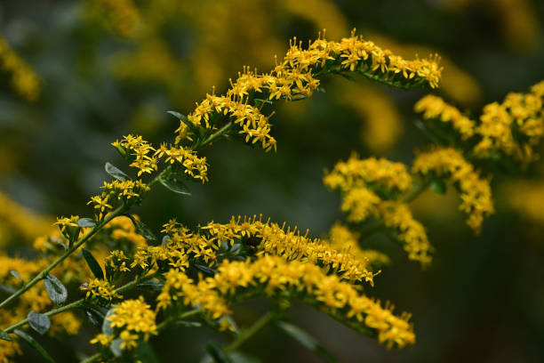 Goldenrod study in a Connecticut pollinator meadow, early autumn. An abundant wildflower.
