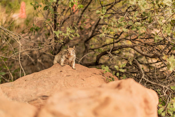 Funny Little Rodent Outside on Rock
