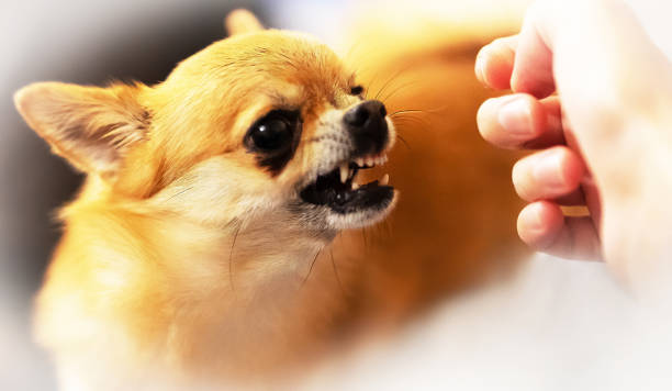 istock An angry ginger dog Chihuahua. 2173739466