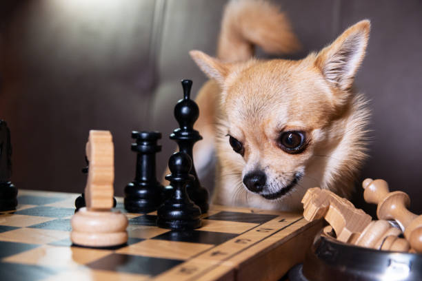 istock A little red-haired chihuahua is playing chess. 2173739593