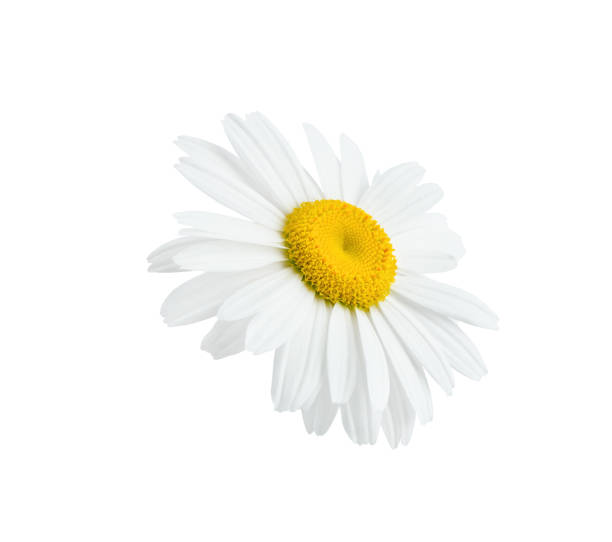 istock Chamomile or daisy flower close up isolated on white background with clipping path. Element for your design. 2173739698