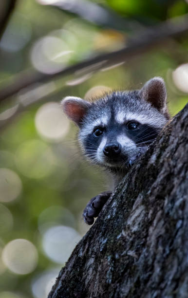 istock baby raccoon 2173740788