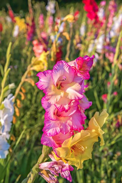 Blooming gladiolus in a gladioli field in summer, vertical