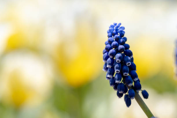 Grape hyacinth field in garden, spring season.