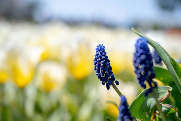 Grape hyacinth field in garden, spring season.
