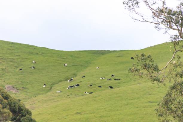 istock A Herd of Cows Grazing on a Lush Green Hill 2173744023