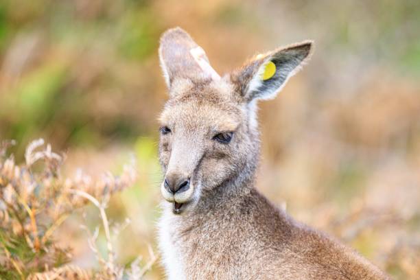 istock A Curious Kangaroo Gazing Into the Distance 2173744096