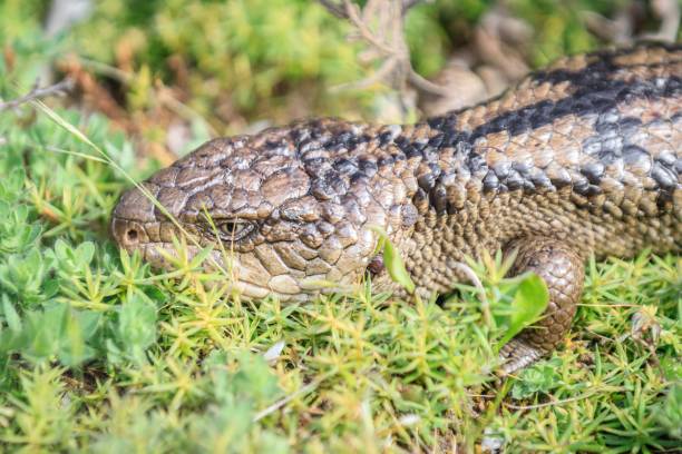 istock Blue Tongue Lizard Resting in Natural Habitat Among Greenery 2173744129