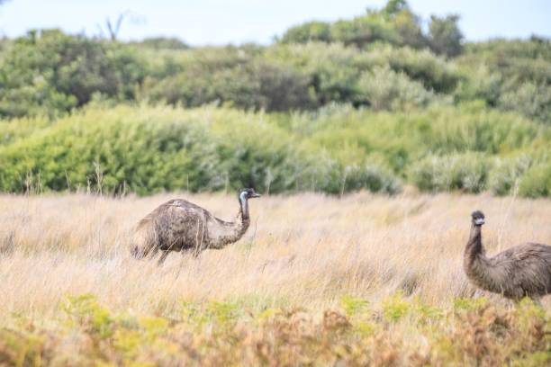 istock Emus Roaming Wild in a Grassy Field 2173744137
