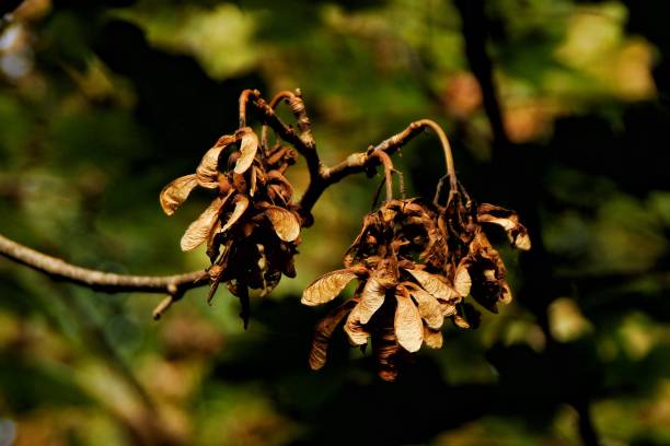 istock Autumn countryside walk in Ayrshire 2173746146