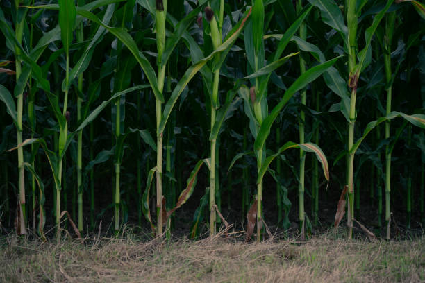 Edge of the cornfield in the evening light.