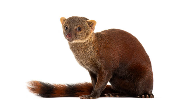 Ring-tailed vontsira or ring-tailed mongoos, Galidia elegans, isolated on white