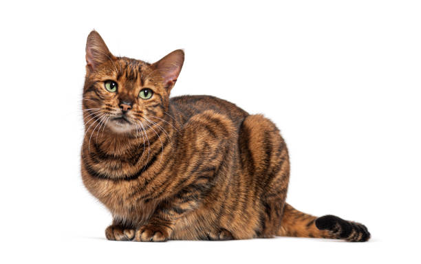 istock Toyger cat relaxing on a white background 2173750889