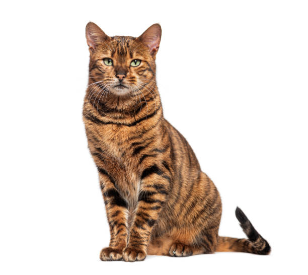 istock Striped toyger cat sitting and looking at camera, isolated on white 2173750958