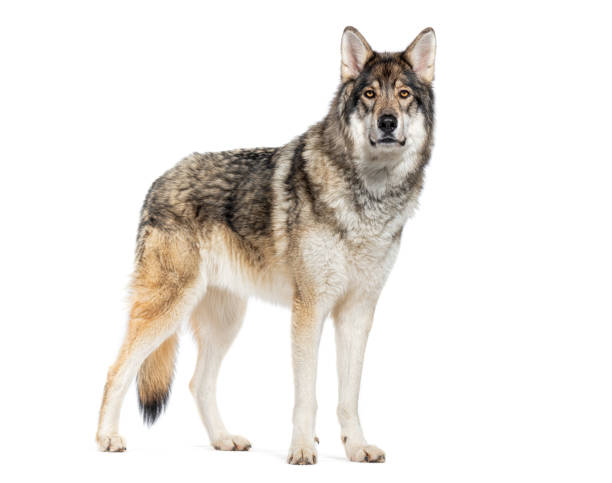 istock Timber Shepherd a kind of Wolfdog, looking at the camera, Isolated on white 2173751010