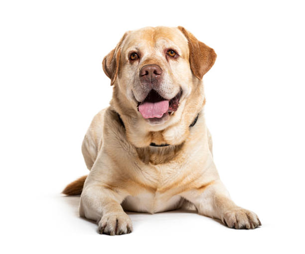 istock Senior labrador retriever panting and lying down 2173751086