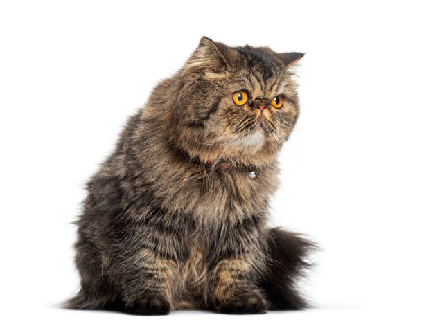 istock Exotic shorthair cat looking away, sitting, isolated on white 2173751167