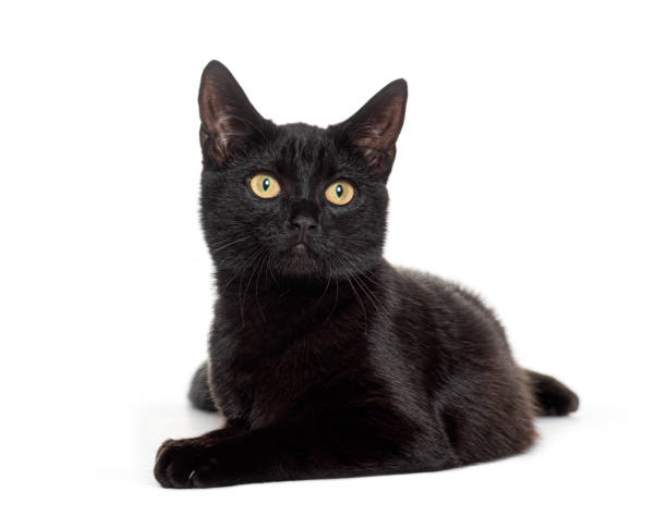 istock Black cat with yellow eyes lying on a white background looking up with interest 2173751216