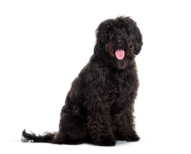 istock Black labradoodle sitting and panting with tongue out on white background 2173751257