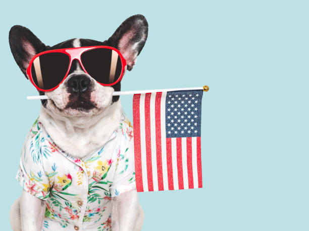 istock Charming puppy, sunglasses and American Flag. Studio shot 2173751631