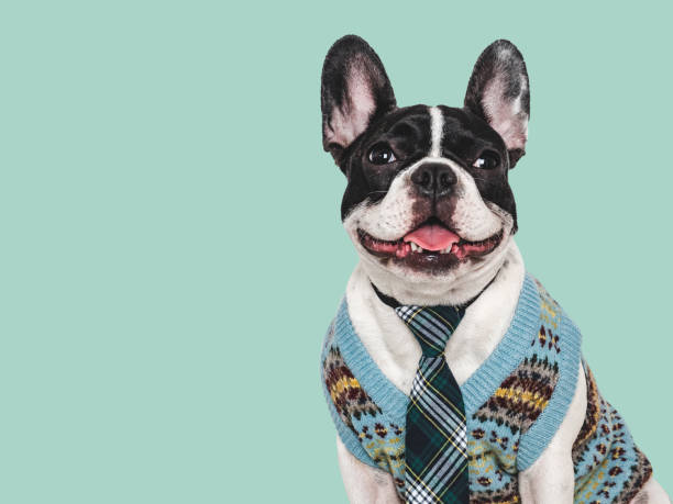 Cute puppy and stylish knitted vest. Studio shot