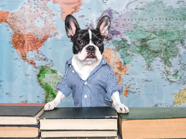 istock Cute puppy and old books. Studio shot 2173752017