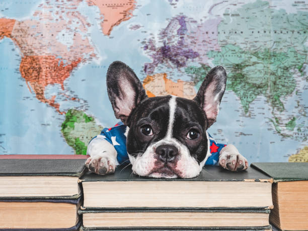 istock Cute puppy and old books. Studio shot 2173752058