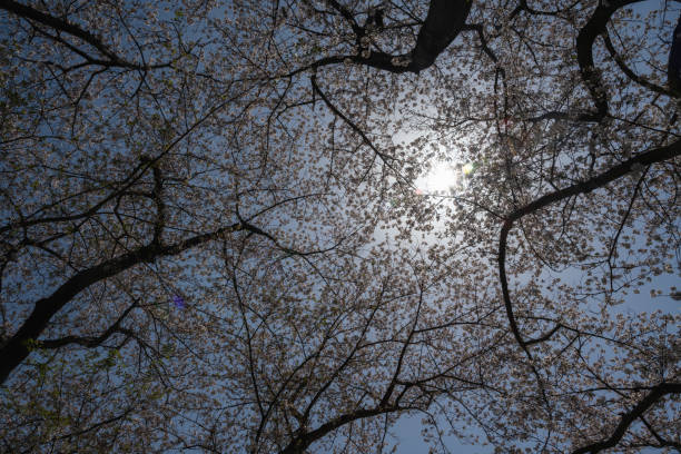 istock Cherry blossoms season background is blue sky 2173753032