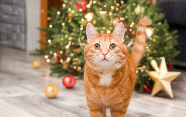 istock cat against the backdrop of a fallen Christmas tree 2173753452